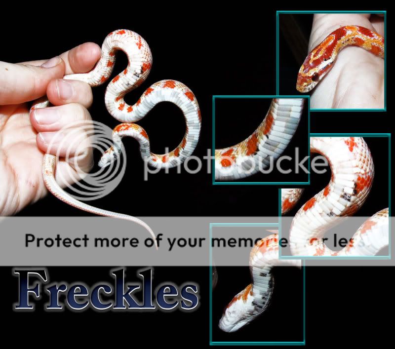 FrecklesID.jpg