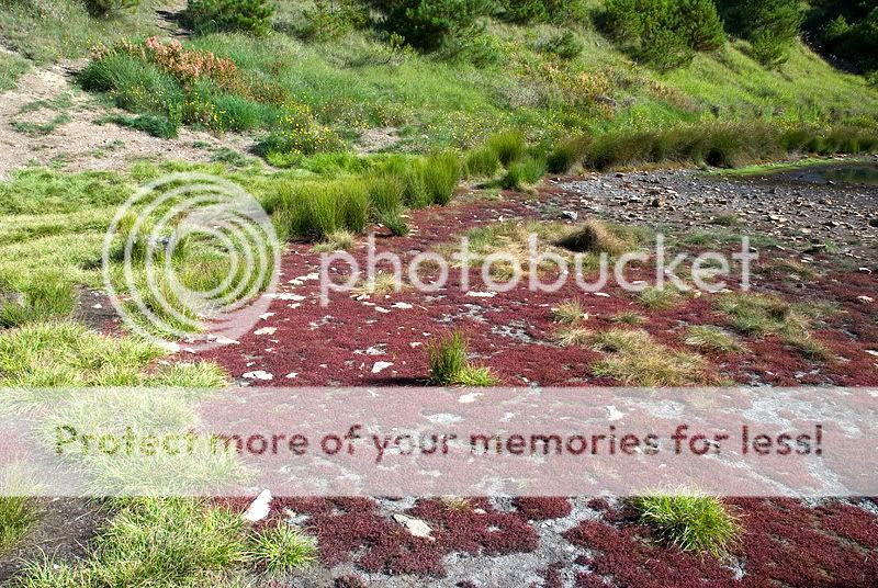 DSC_0616.jpg picture by bettavivi