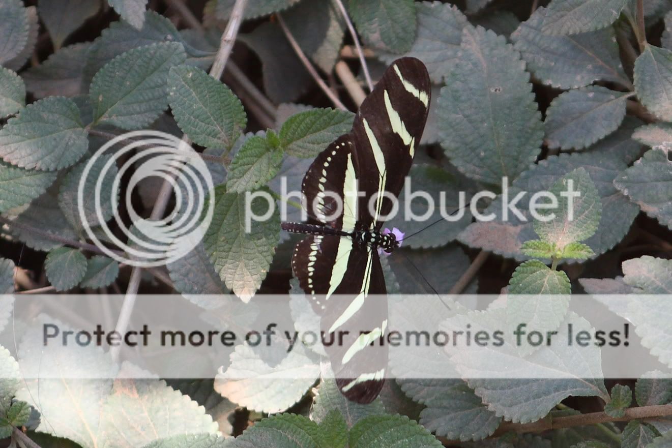 IMAGE: http://i444.photobucket.com/albums/qq163/javig999/IMG_1034.jpg