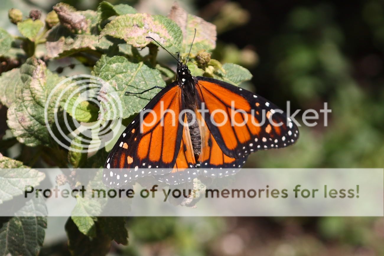 IMAGE: http://i444.photobucket.com/albums/qq163/javig999/IMG_1036.jpg