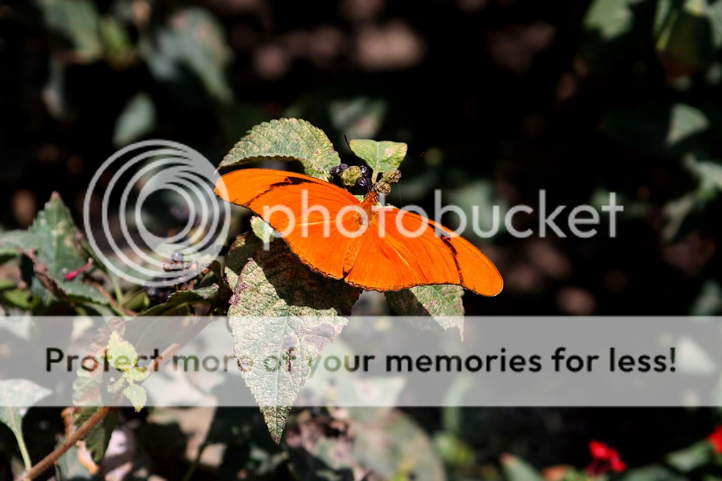 IMAGE: http://i444.photobucket.com/albums/qq163/javig999/IMG_1038.jpg