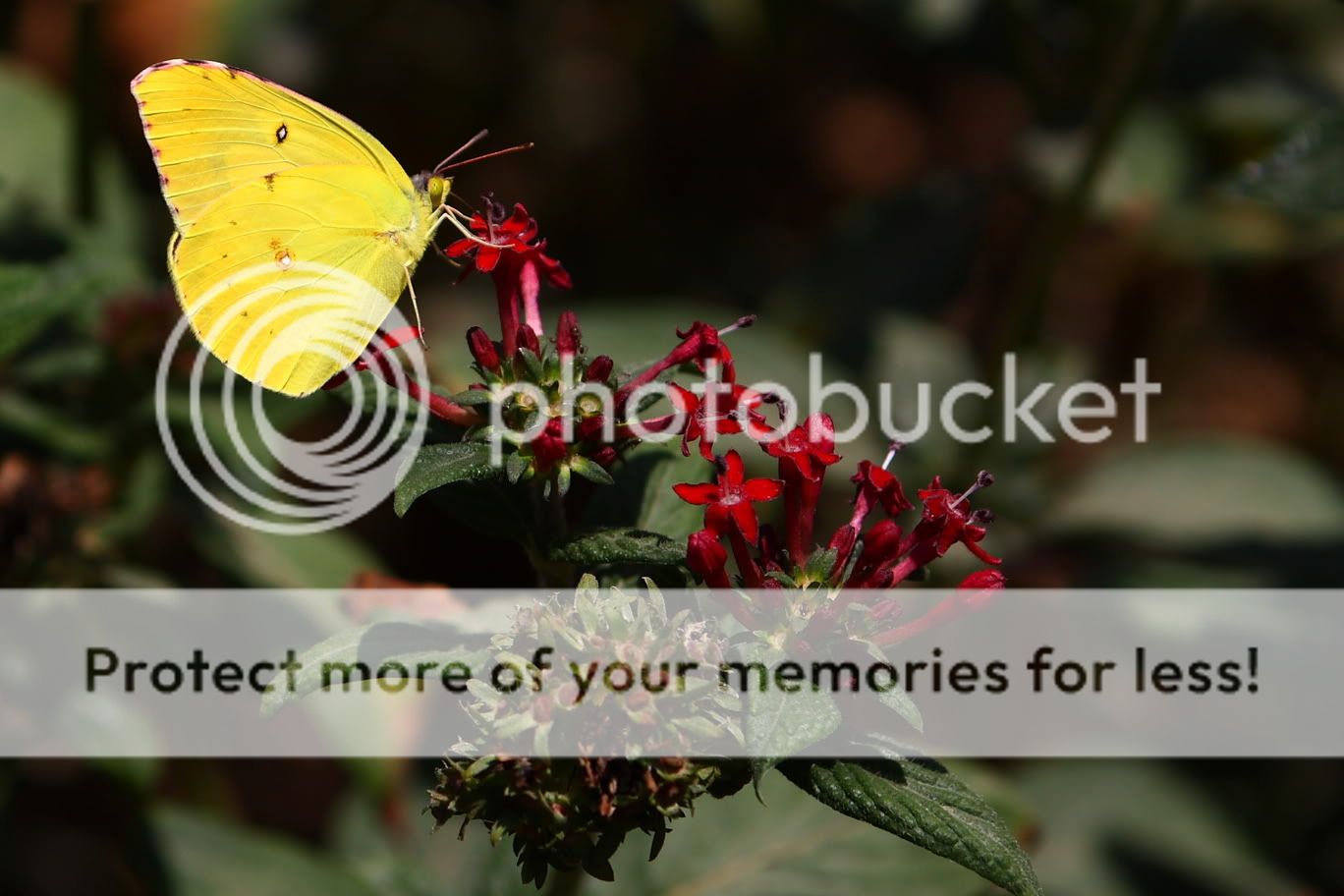 IMAGE: http://i444.photobucket.com/albums/qq163/javig999/IMG_1043.jpg