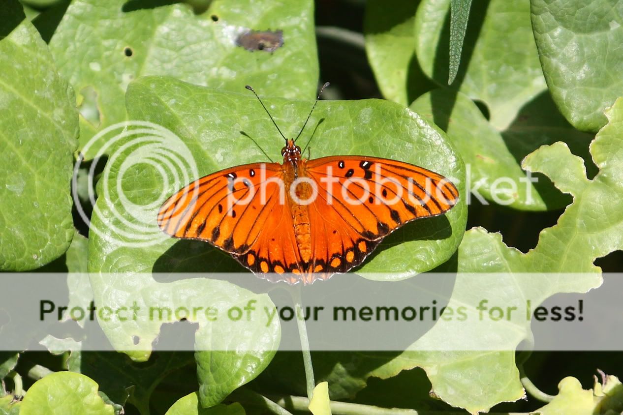 IMAGE: http://i444.photobucket.com/albums/qq163/javig999/IMG_1053.jpg