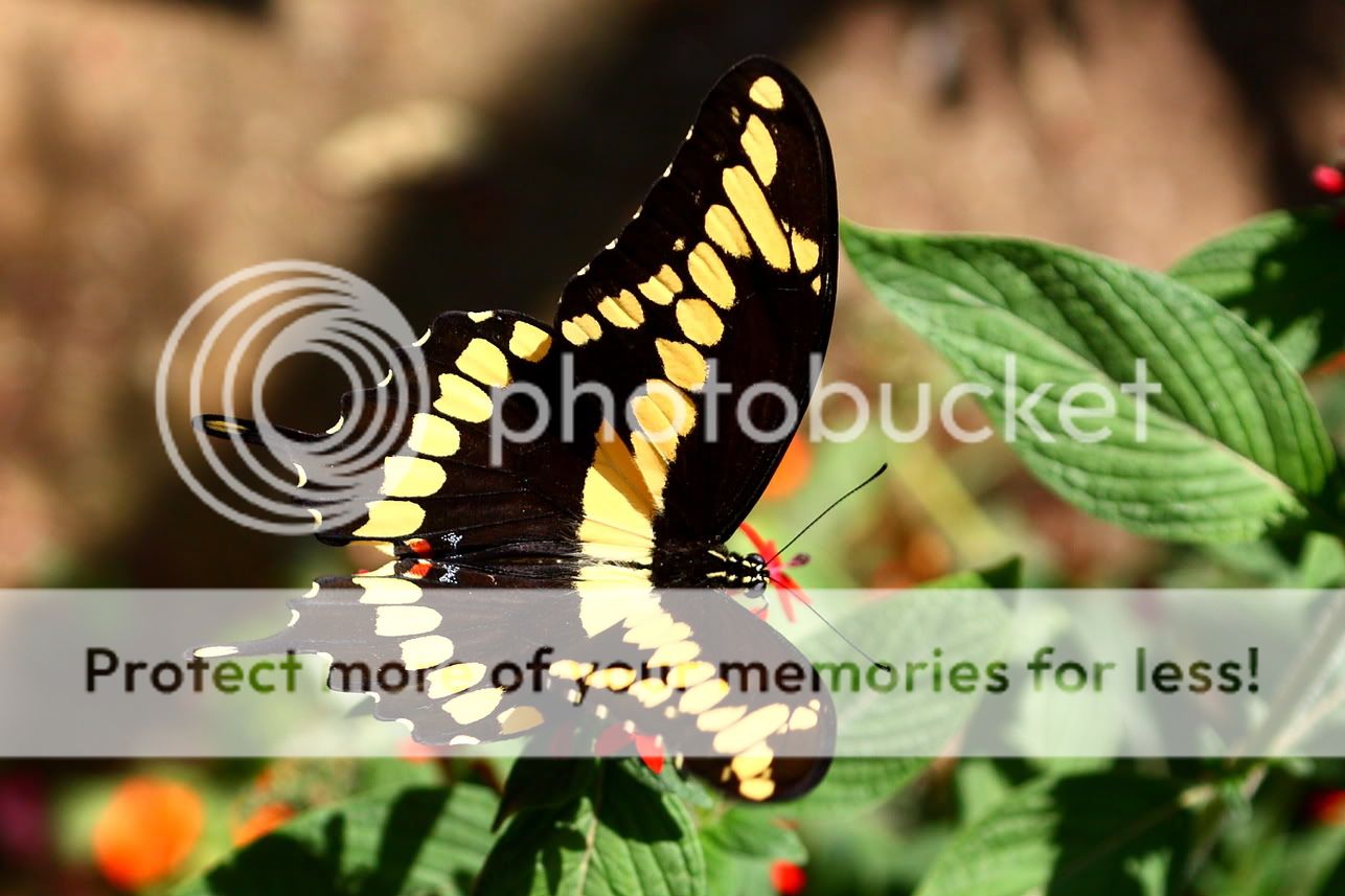 IMAGE: http://i444.photobucket.com/albums/qq163/javig999/IMG_1069.jpg