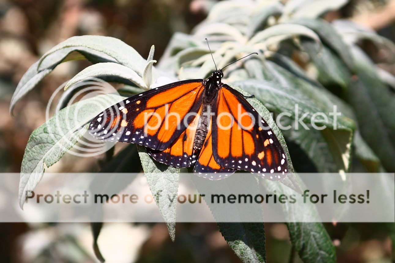 IMAGE: http://i444.photobucket.com/albums/qq163/javig999/IMG_1072.jpg