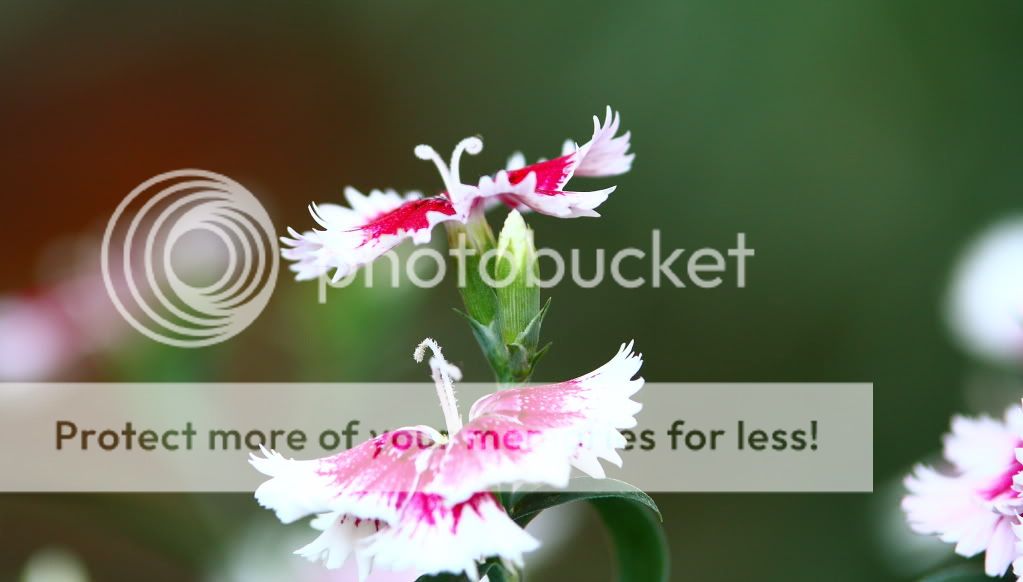 IMAGE: http://i444.photobucket.com/albums/qq163/javig999/IMG_7809.jpg