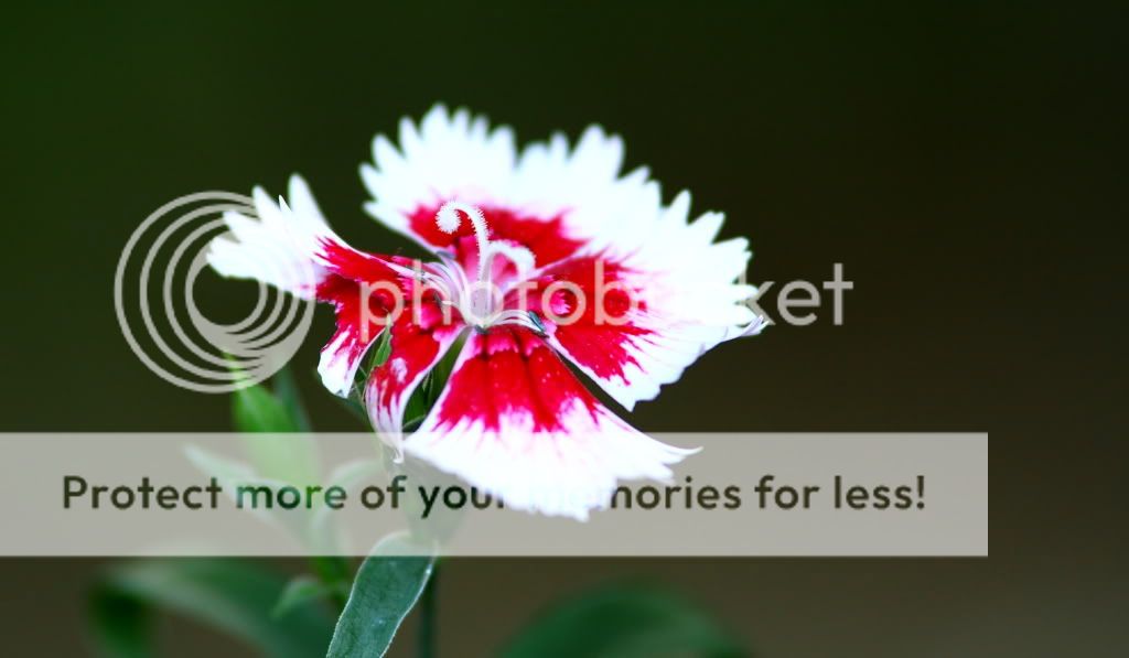 IMAGE: http://i444.photobucket.com/albums/qq163/javig999/IMG_7815.jpg