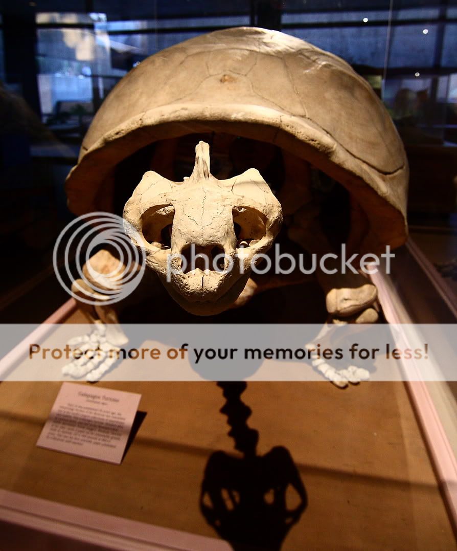 IMAGE: http://i444.photobucket.com/albums/qq163/javig999/IMG_8537.jpg