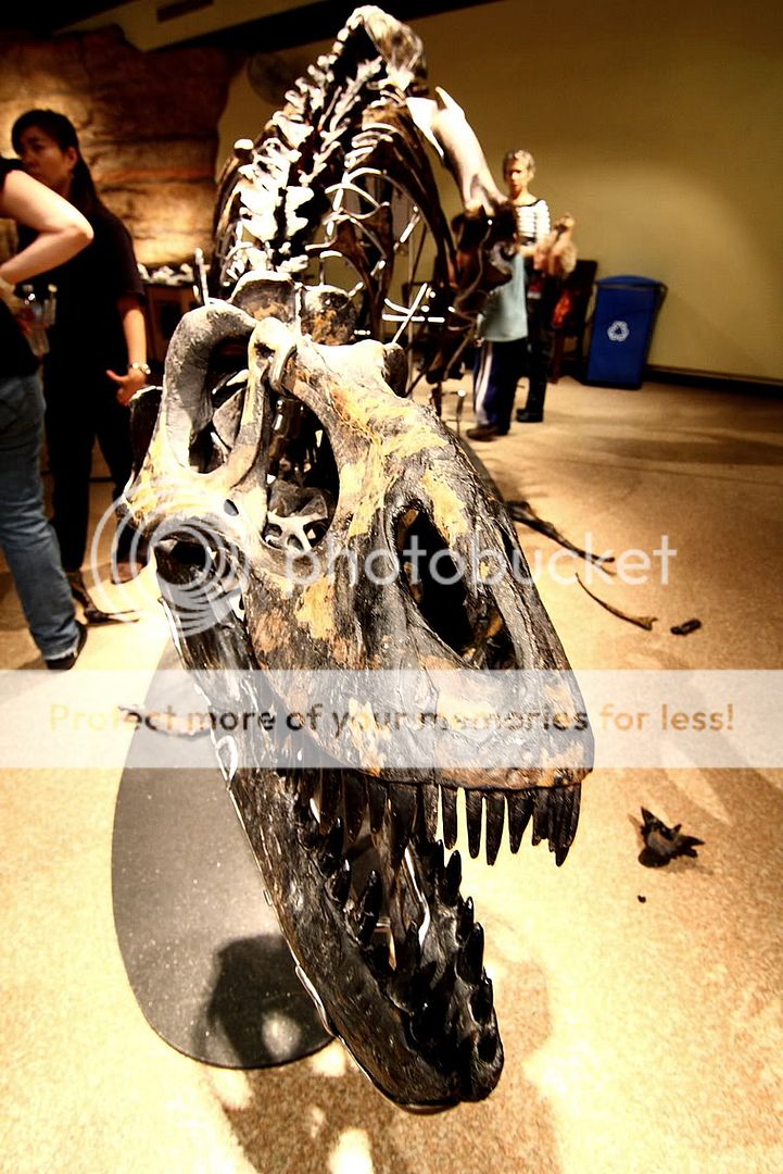 IMAGE: http://i444.photobucket.com/albums/qq163/javig999/IMG_8541.jpg