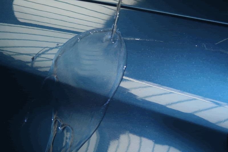 Evolution Detailing World Forum