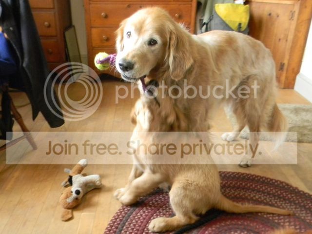 ragtag golden retriever rescue