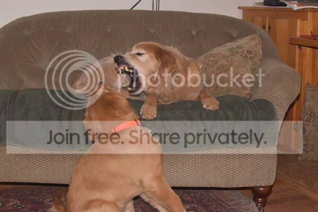 ragtag golden retriever rescue