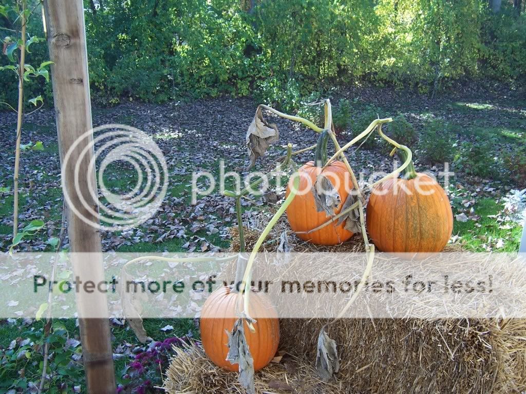 http://i444.photobucket.com/albums/qq164/alex240101/pumpkins.jpg