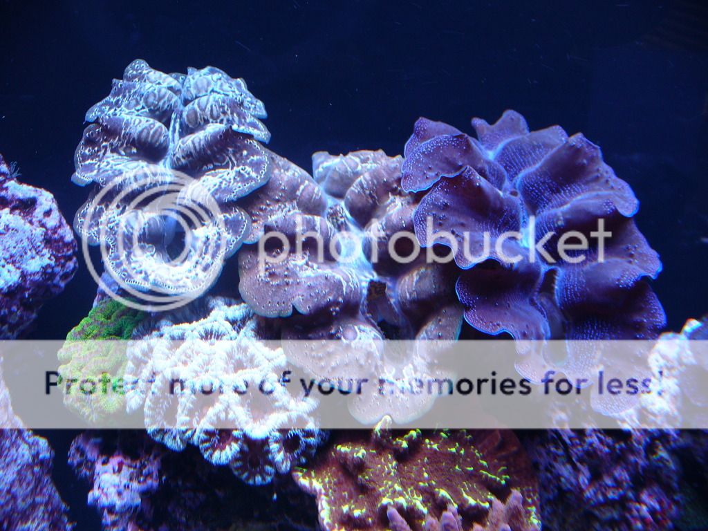 Clams in "blue" tanks?? Reef Central Online Community