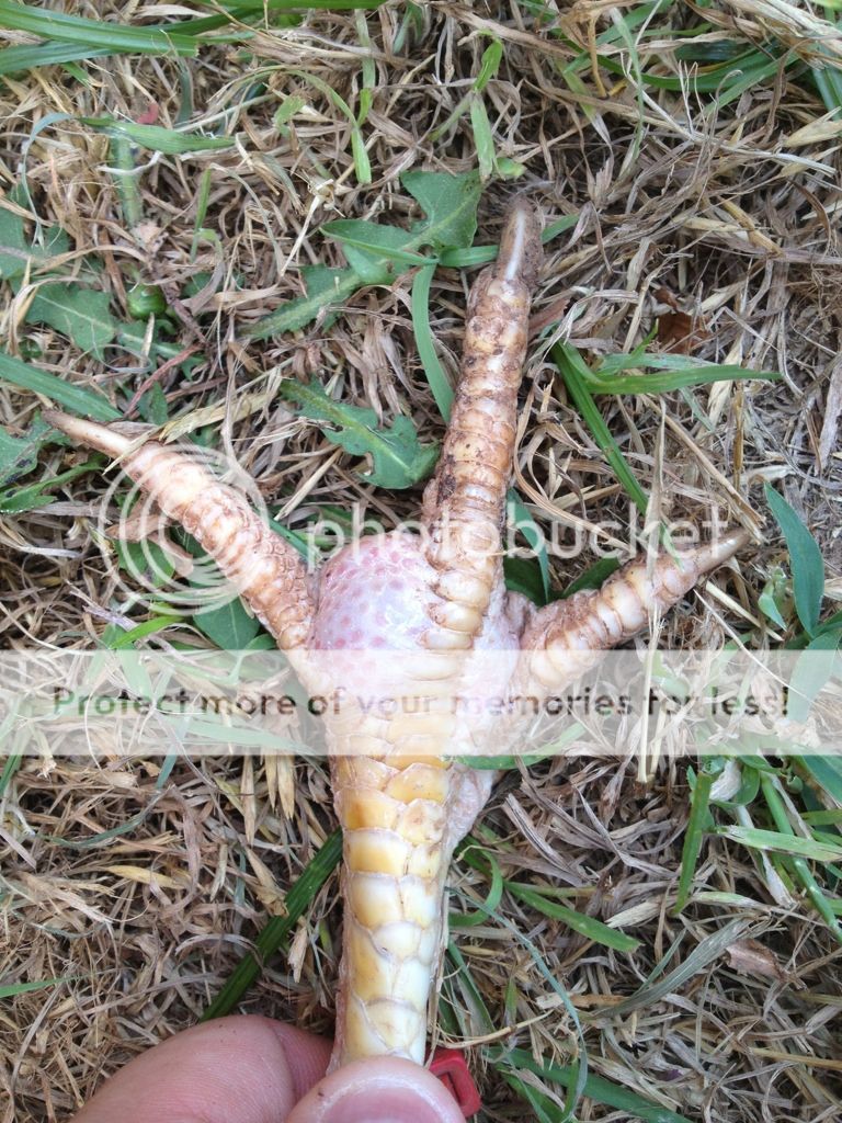 Swelled chicken feet!! PICS BackYard Chickens Learn How to Raise